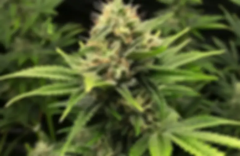 L'ultime FAQ sur les graines de cannabis autofloraison : Tout ce que vous devez savoir