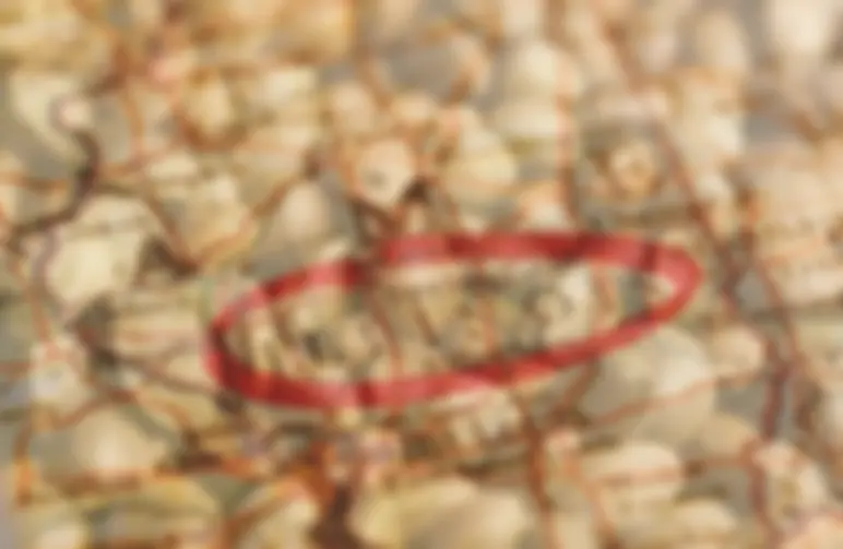 10 meilleures variétés à cultiver en extérieur dans l’Illinois (guide 2026) : sélections éprouvées à haut rendement