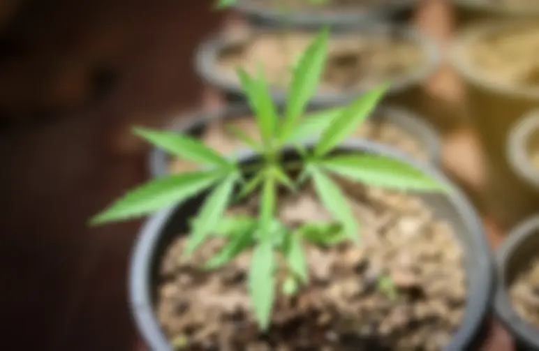 Quel Pot Choisir Pour une Variété à Autofloraison ?