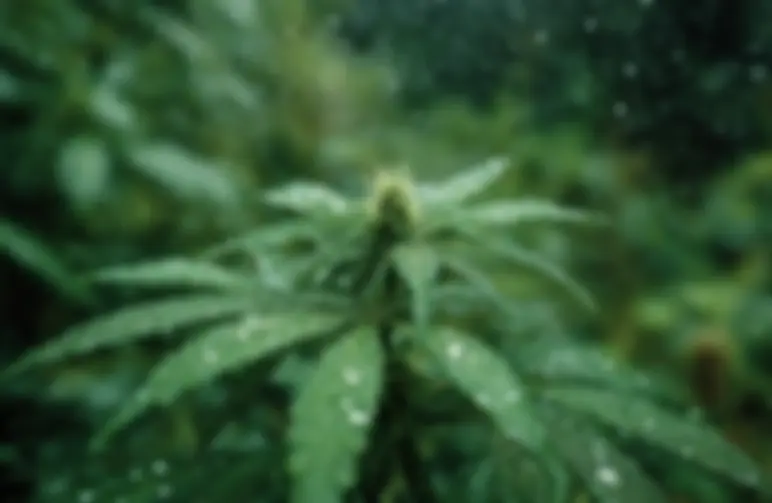 Meilleures variétés de cannabis CBD pour les climats humides