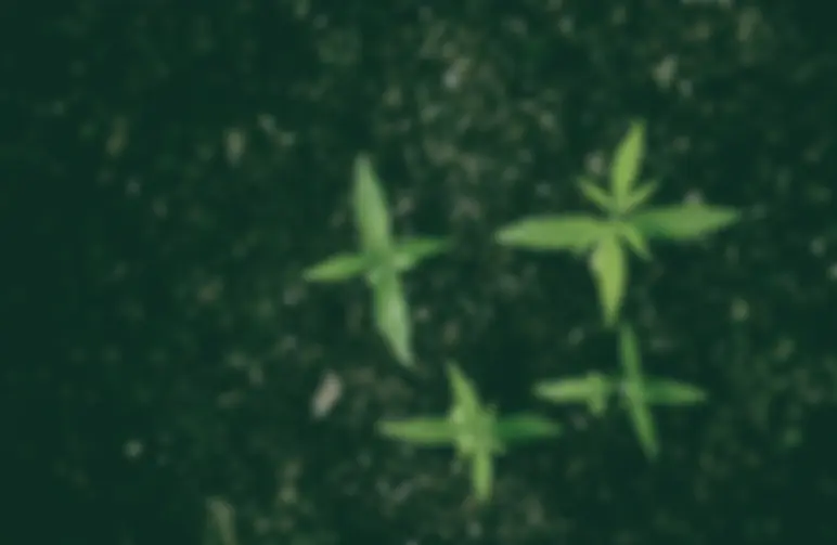 Meilleur sol pour la culture du cannabis