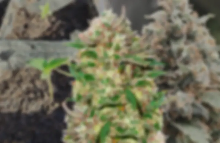 24K Gold – Journal de culture semaine par semaine & avis sur la variété