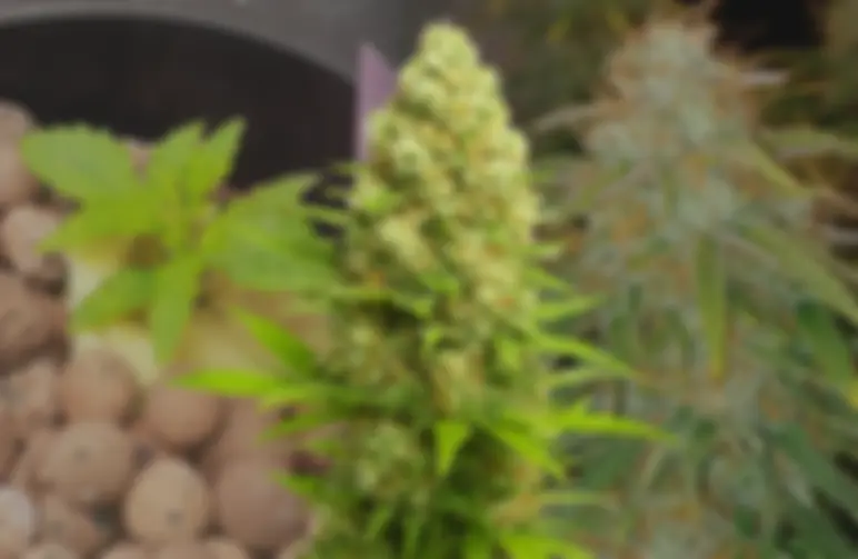 Banana Kush Auto Journal de Culture Semaine par Semaine