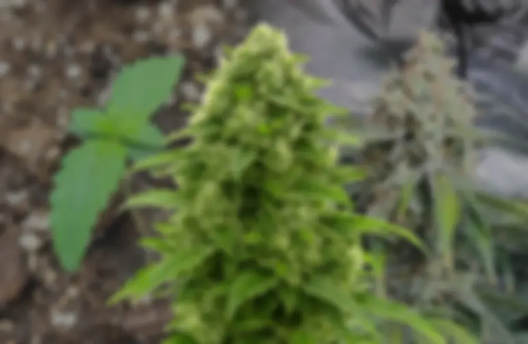 Bruce Banner Auto – Journal de Culture Semaine par Semaine & Analyse de la Variété