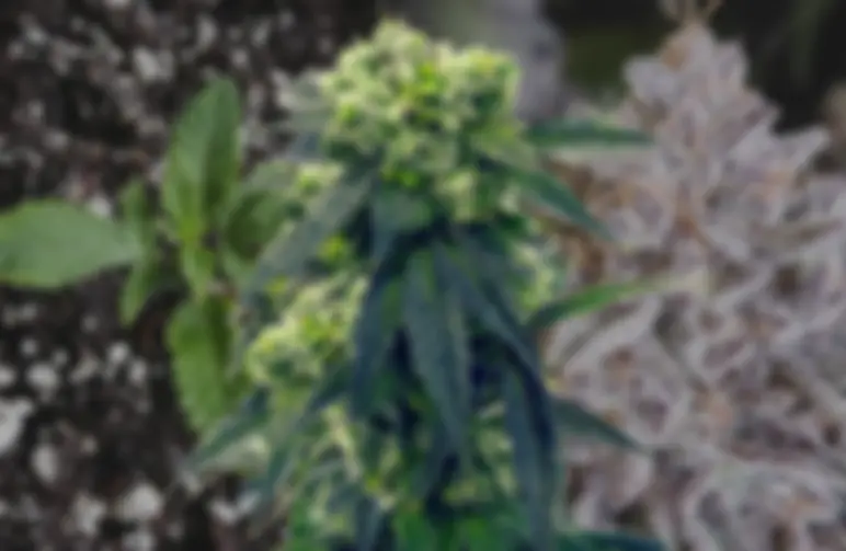 Gush Mints – Journal de Culture Semaine par Semaine & Revue de la Variété