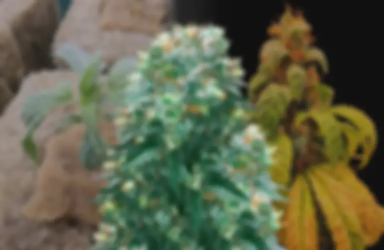 Harlequin Journal de Culture Semaine par Semaine