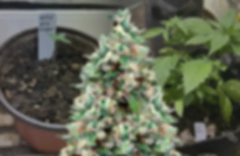 NYC Diesel – Journal de culture semaine par semaine & revue de la variété