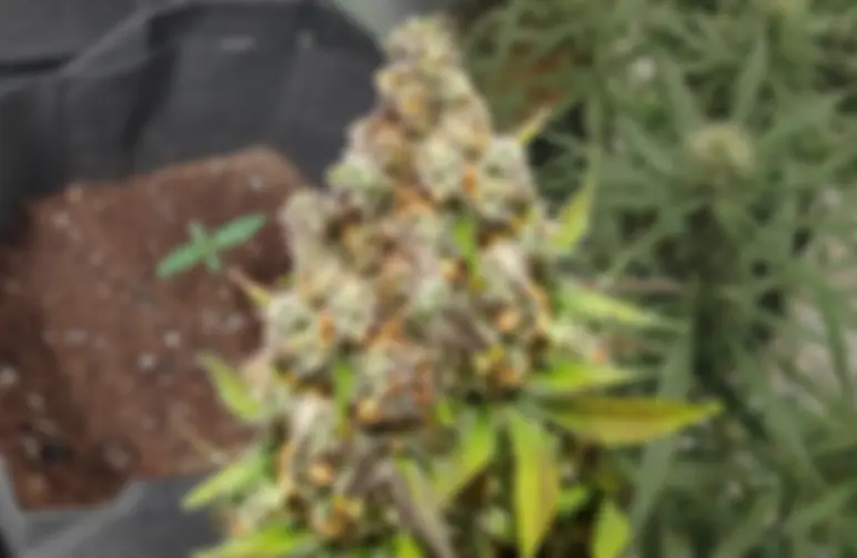 Pennywise – Journal de culture semaine par semaine & revue de la variété