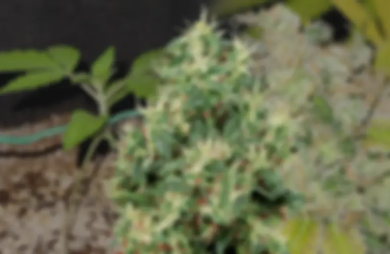 Journal de Culture de la Strawberry Kush Semaine par Semaine