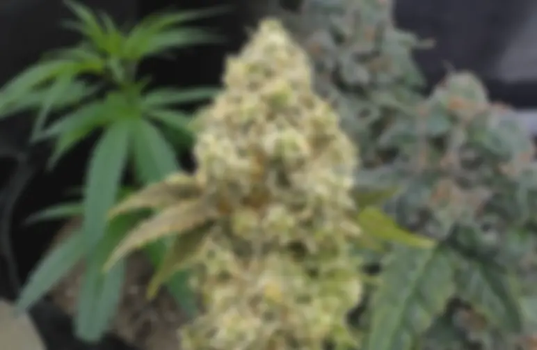 Super Boof Journal de Culture Semaine par Semaine