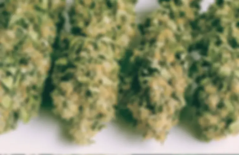 Comment séchage et la maturation du cannabis ?