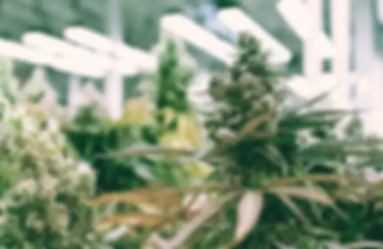 Guide de culture des autofloraison en intérieur et extérieur