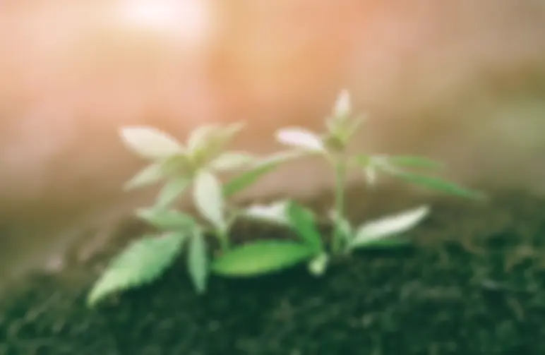 Comment planter des graines de cannabis après germination ?