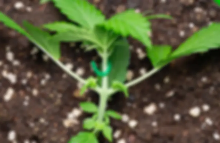 Low Stress Training pour Variétés Autofloraison (LST)