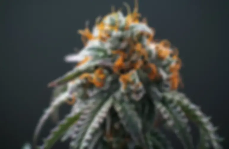 Comment augmenter le taux de THC : guide pour maximiser la puissance