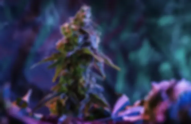 Choisir des graines à haute teneur en THC pour les débutants : ce que vous devez prendre en compte