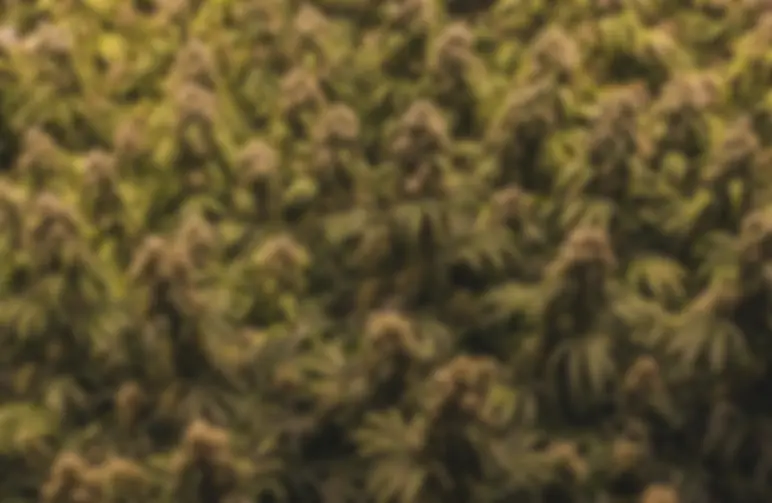 Méthode de Sea of Green (SOG) pour les Plantes à Autofloraison