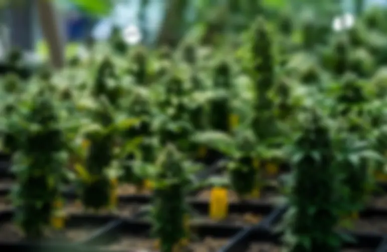 Top 10 Graines autofloraison pour une plante de petite taille