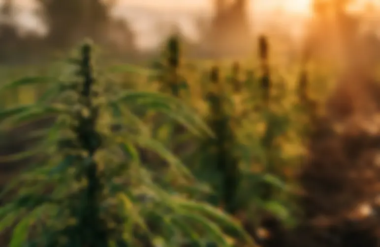 Étude : Les impacts environnementaux de la culture du cannabis