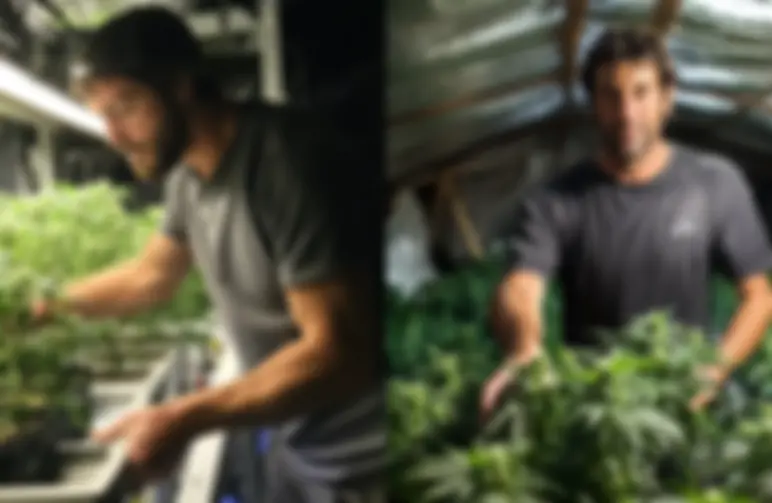 Étude : Comment les petits cultivateurs de cannabis partagent leur récolte dans le monde