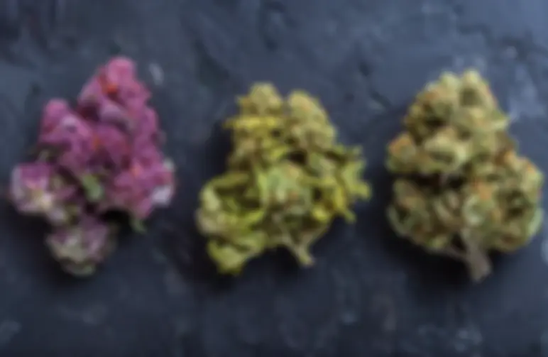 Top 10 des meilleures variétés pour 2026 : guide d’un cultivateur expert