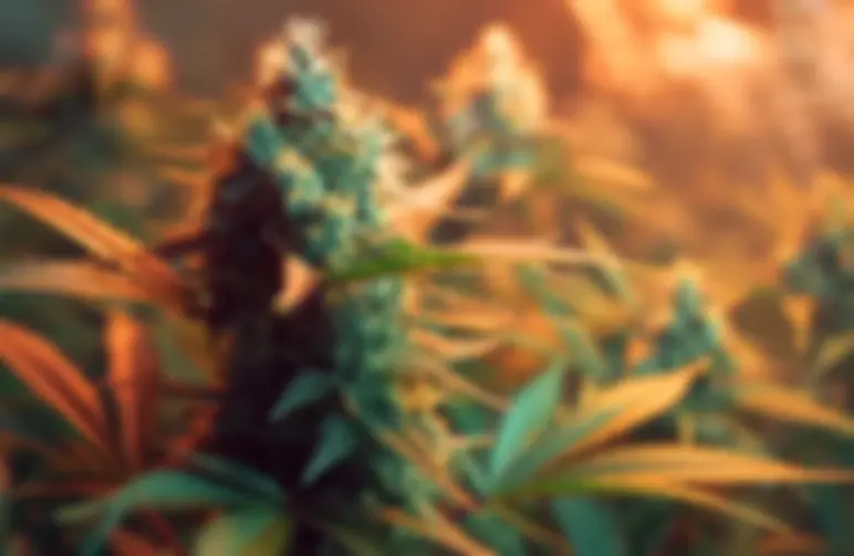 Comment les plantes de cannabis à autofloraison fleurissent sans cycles lumineux