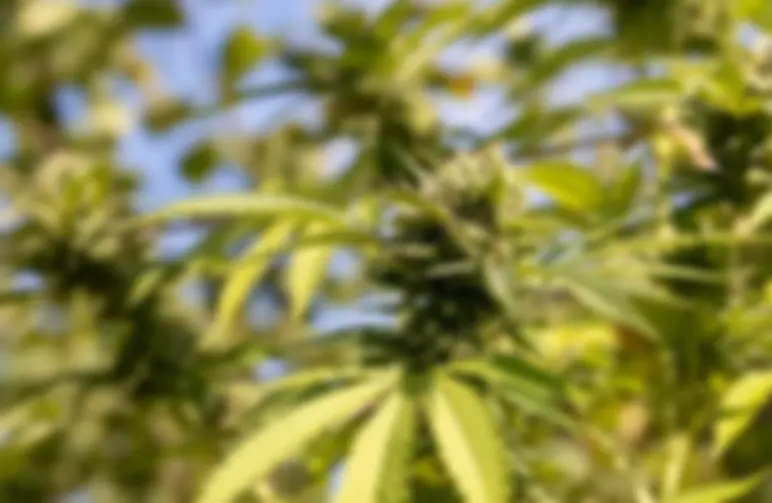 Les 5 meilleures variétés à autofloraison