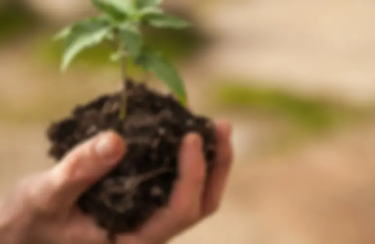 Guide pour la Transplantation de Plantes de Cannabis