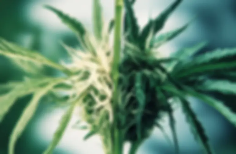 Comprendre l’hybridation du cannabis : comment naissent les nouvelles variétés