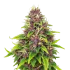 Blueberry Auto