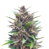 Blueberry CBD