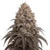 Blueberry Kush