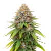Blueberry Muffin