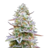 Glitter Bomb