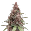 Grandmommy Purple