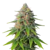 Hellfire OG Auto
