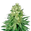 Jack Widow