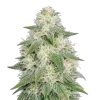 Lamb's Bread Auto