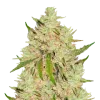 Lemon Tree