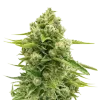 Northern Lights