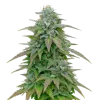 Purple Haze Auto
