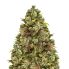 Sexxpot