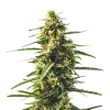 Sour Tsunami CBD