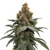 Sundae Driver