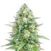Tetra Express Auto