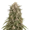 Tropicana Cherry