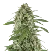 White Widow x Northern Lights