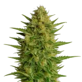 AK-47 Auto