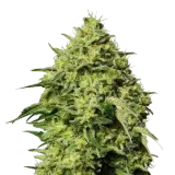 Amnesia Haze