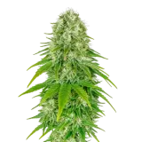Big Bud Auto